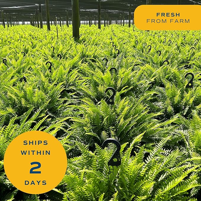 Costa Farms Boston Fern Live Plant, Outdoors or Indoor Houseplant in Hanging Basket Planter, Ferns Soil Mix, Real Plants Gift, Housewarming, Patio, Balcony, Front Porch Decor, 1-2 Feet Tall and Wide