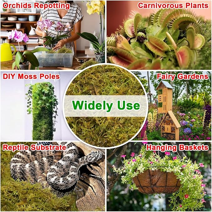 Halatool 8OZ Green Forest Moss- 12QT Natural Sphagnum Moss for Plants Fluffy Orchid Moss for Orchids Repotting Dried Plant Moss for Potted Plants Indoor & Outdoor