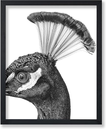 Poster Master Vintage Peacock Poster by PosterMaster