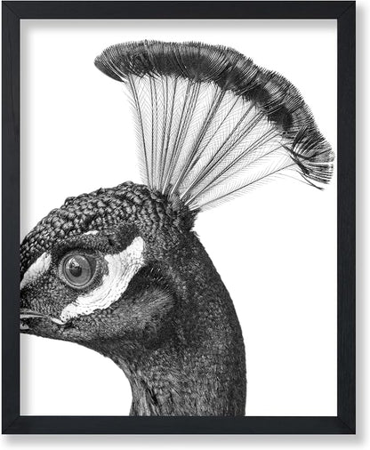 Poster Master Vintage Peacock Poster by PosterMaster