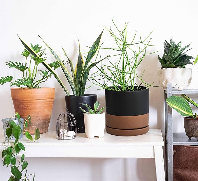 D'vine Dev 6 Inch Ceramic Planter Pot with Drainage Hole and Saucer, Indoor Cylinder Round Planter Pot, Black/Speckled Tan, 94-O-C-7