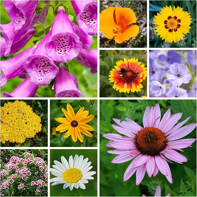 Wildflower Seeds Bulk - Meadow Wildflower Seed Mix, 5 Lbs Bulk, Annual & Perennial Wildflowers Seeds for Planting, Wild Flower & Grass Garden Mixture, Mountain Valley Seed Company