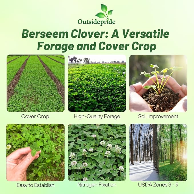 Outsidepride Annual Berseem Clover Seeds for Lawn - 10 lbs. High-Yield, Fast-Growing Clover Cover Crop Seeds for Food Plots, Cattle Forage & Nitrogen-Rich – Ideal for Pastures & Soil Improvement