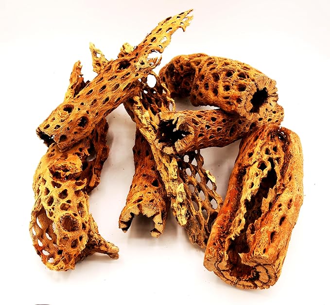 Natural Cholla Wood Chunk Large Air Plant Display Holders Individually Unique Decorative Stands or Holder (Cholla Chunk Extra Large)