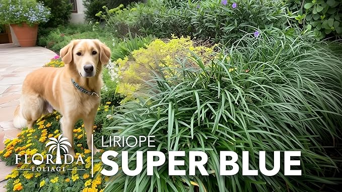 Liriope Super Blue | 20 Live Plants | Liriope muscari 'Super Blue' | Ornamental Ground Cover Plants | Shade-Tolerant Landscaping Perennial