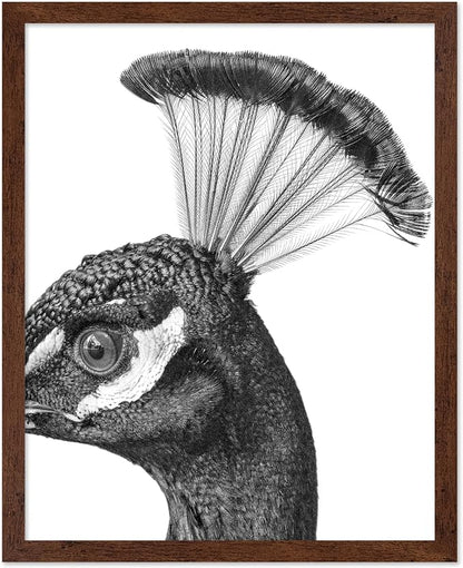 Poster Master Vintage Peacock Poster by PosterMaster