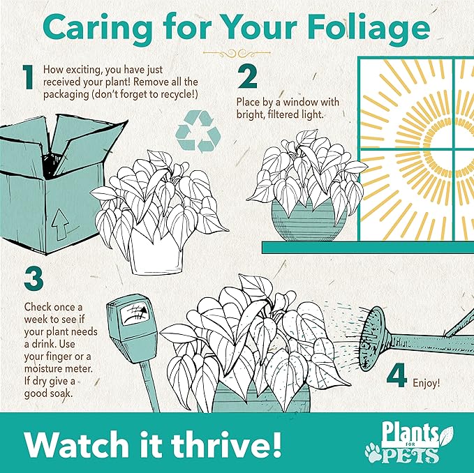 Calathea Prayer Plants Live House Plants Kit (4 PK), Calathea Plant Live Indoor Plants Live Houseplants, Live House Plants Indoors Live Plants Indoor, Live Indoor House Plants Live by Plants for Pets