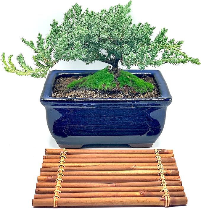 Live Dwarf Juniper Bonsai Tree 7 Year Old with Hand-Made Bamboo Stand | Juniper or Jade Bonsai Tree | Indoor/Outdoor | 100% Handcrafted| Home and Office Décor | Best Gift for Holiday