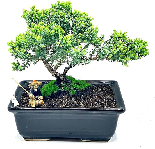 Live Dwarf Juniper Bonsai Tree About 6 Years Old with Cute Ceramic Fisherman | Juniper Bonsai Tree | Indoor/Outdoor | 100% Handcrafted| Home and Office Décor | Best Gift for Holiday