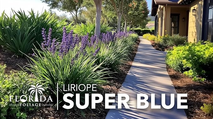 Liriope Super Blue | 1 Large Gallon Size Plant | Liriope muscari 'Super Blue' | Ornamental Ground Cover Plants | Shade-Tolerant Landscaping Perennial