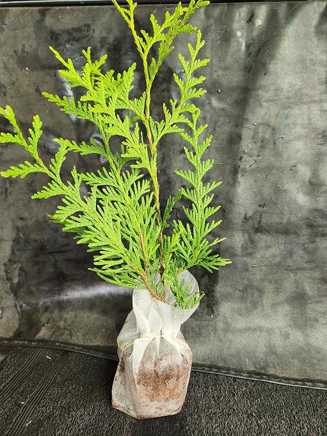 Thuja Green Giant Arborvitae Lot of 30 Each in a Protective Pouch 12-15 inches Tall