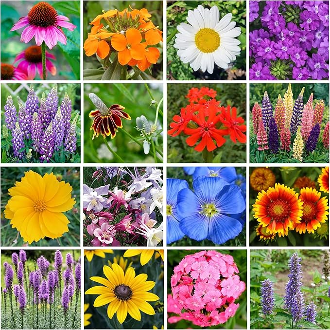 Bulk Wildflower Seed Shaker – Perennial Flower Seeds Mix to Plant Anywhere, by Geva Grow | 20 - Different Type Beautiful Perennial Wildflower Seeds Bulk 900,000+ Seeds, 1 Pound Tub