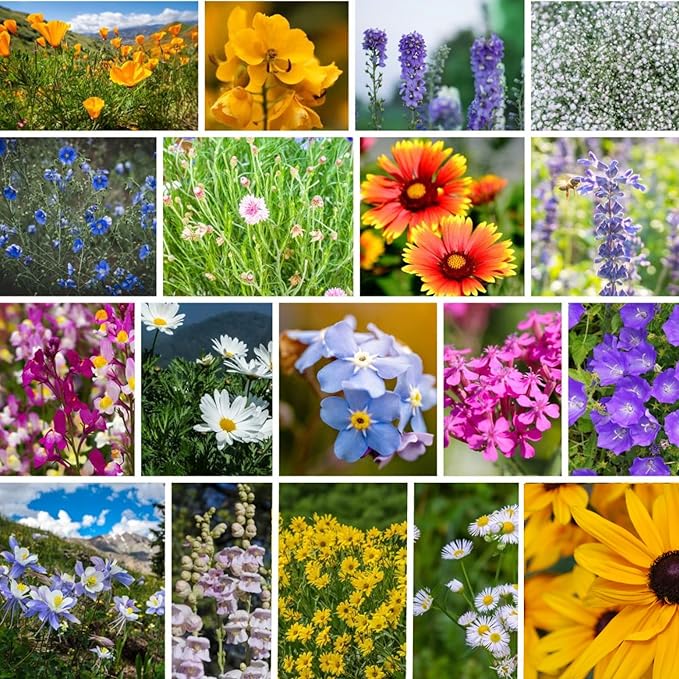 Rocky Mountain Wildflower Seeds Mix - 1 Lb Seed Pouch - 22 Wild Flower Seed Varieties - Annuals, Perennials and Bi-Annuals - Flower Garden