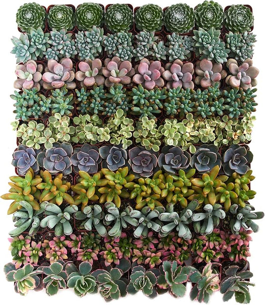 Shop Succulents Assorted Succulent Plant Pack Collection - Live Mini Succulent Plants, Low Maintenance, Mixture of Colors & Textures - Wedding and Party Favors, Gift & Garden, Pack of 64