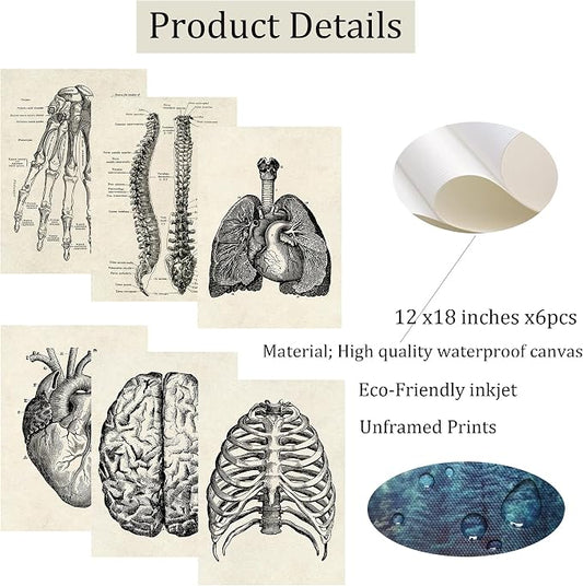 Ohhvvow Human Anatomy Artwork Medical Wall Art Canvas, 12 * 18 Inch Muscle - Image 2