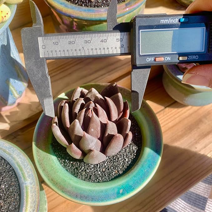 FWPP Live Succulents Plants Echeveria Affinis 2 inches,Rare Black Succulents Bare Root Without Pot Soil, Live Plants Indoor Office Decoration Wedding and Gift