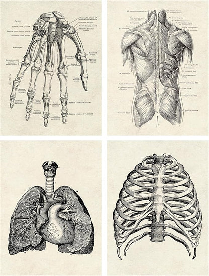 Ohhvvow Human Anatomy Artwork Medical Wall Art Canvas, 8 * 10 Inch Muscle - Image 4