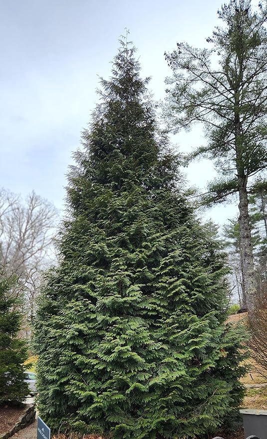 Thuja Green Giant Arborvitae Lot of 30 Each in a Protective Pouch 12-15 inches Tall