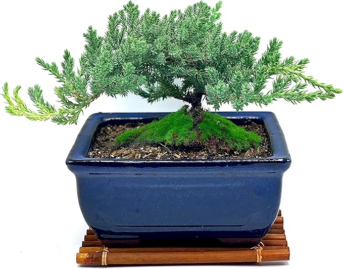 Live Dwarf Juniper Bonsai Tree 7 Year Old with Hand-Made Bamboo Stand | Juniper or Jade Bonsai Tree | Indoor/Outdoor | 100% Handcrafted| Home and Office Décor | Best Gift for Holiday