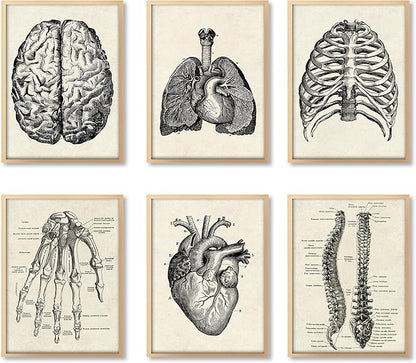Ohhvvow Human Anatomy Artwork Medical Wall Art Canvas, 12 * 18 Inch Muscle by Ohhvvow