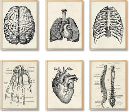 Ohhvvow Human Anatomy Artwork Medical Wall Art Canvas, 8 * 10 Inch Muscle by Ohhvvow