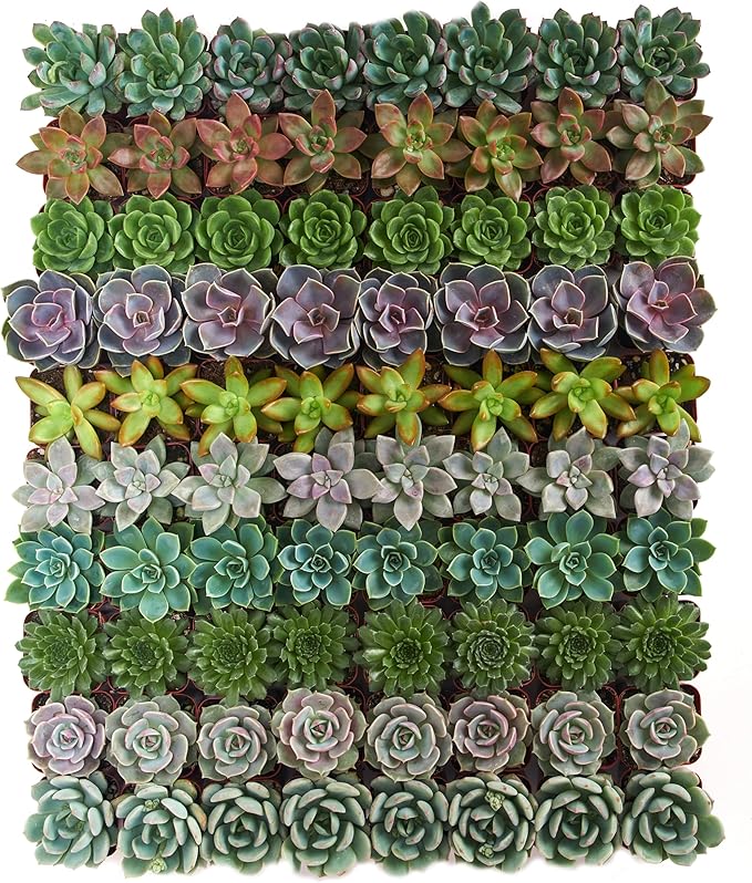Shop Succulents Rosette Succulent Plant Pack Collection - Live Mini Succulent Plants, Low Maintenance, Floral Shaped Mix of Colors & Textures - Wedding and Party Favors, Gift & Garden, Pack of 100