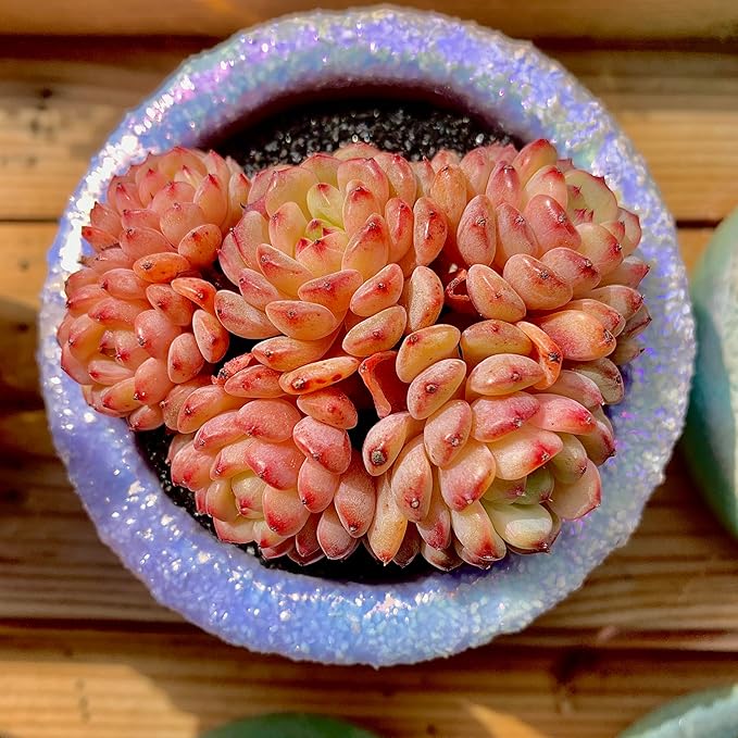 FWPP Suculentas Plant Live Echeveria Hani,Real Succulents Plants Live Red 3 inches Mini Succulents,Bare Root Without Pot Soil,Rare Succulent Plants Live Office Decoration Wedding and Gift
