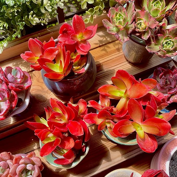 FWPP Crassula capitella 'Campfire' Live Succulent Plant in 3 Inch, Bright Red Leaves, Bare Root Without Pot Soil, Low Maintenance Houseplant, Great Gift for Plant Lovers & Home Decor