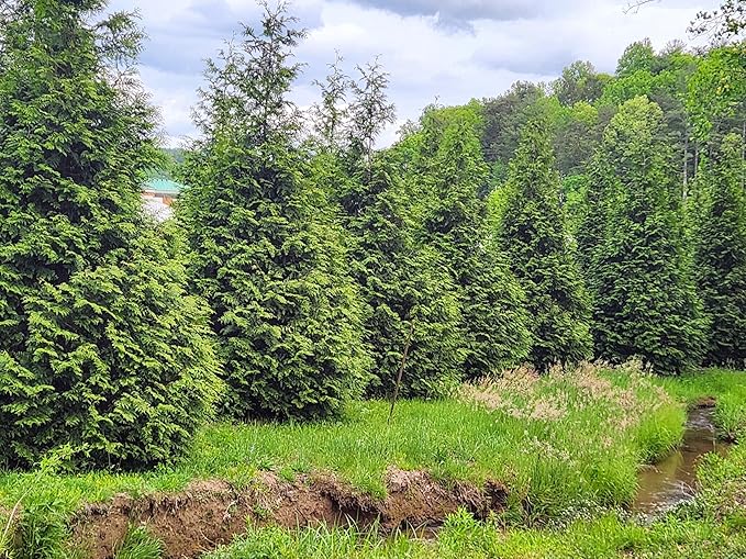 Thuja Green Giant Arborvitae Lot of 20, Quart Pot