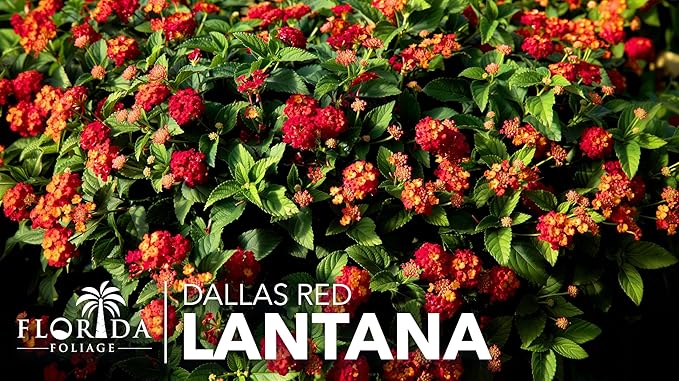 Lantana Dallas Red | 1 Large Gallon Size Plant | Lantana Camara | Flowering Perennial | Garden Colorful Bloom | Hardy Outdoor Decor | Vibrant Red Flowers