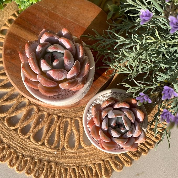 FWPP Live Succulents Plants Echeveria Sang-A 4.3 inches,Rare Succulents Bare Root Without Pot Soil, Live Plants Indoor Office Decoration Wedding and Gift