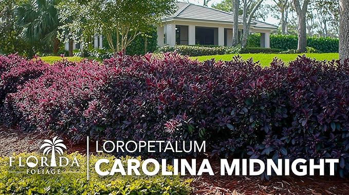 Loropetalum Carolina Midnight | 20 Live Plants | Loropetalum Chinense | Purple Foliage Shrub | Ornamental Landscape Bush | Fast Growing Plants