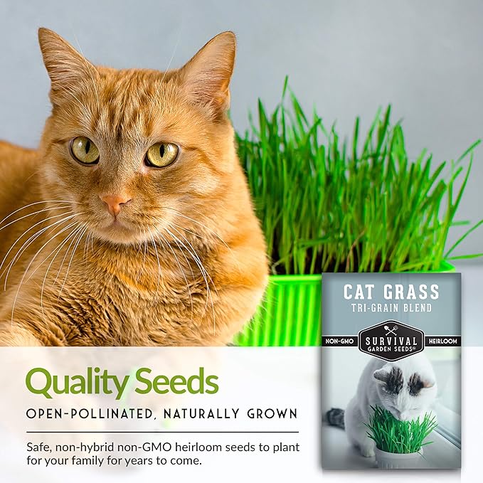 Cat Grass Seed for Planting - 3 Packets with Instructions to Plant & Grow Greens for Your Pet Indoors or Outdoors in a Container or Garden - Non-GMO Heirloom Variety - Survival Garden Seeds