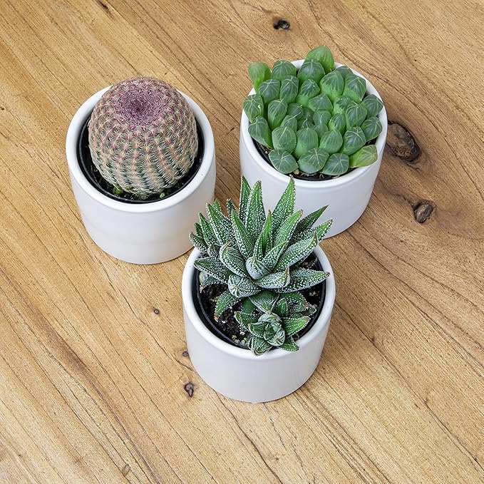 Plants for Pets Live Low Light House Plants in Ceramic Succulent Pots (3 Pack), Gasteria Succulent Plant and Cactus Plants Live with Potting Soil, Haworthia Succulents for Indoor Growing Home Décor