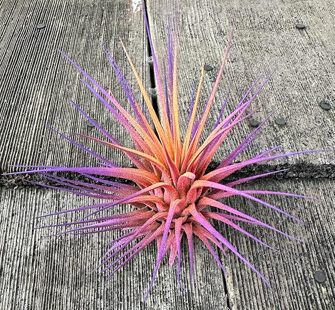 Live Extra Large Tillandsia Ionantha Guatemala Colorful Air Plant 3+ inch Enhanced Color Easy Care Indoor Outdoor Home Decor Gift Airplant by Awesome Industries (Sunset XL)