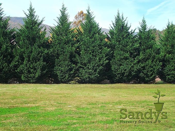 Thuja Green Giant Arborvitae Lot of 4, Quart Pot